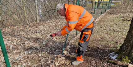 Příbram řeší problém s divokými prasaty na městském hřbitově