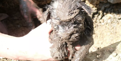 Štěně uvízlo v odpadní šachtě, vyprostit ho museli hasiči