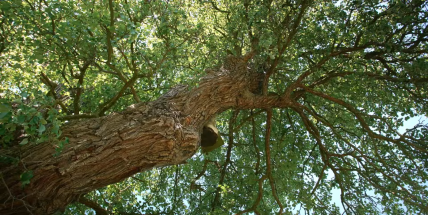 V soutěži Evropský strom roku skončila hrušeň hnilička u Drásova jedenáctá