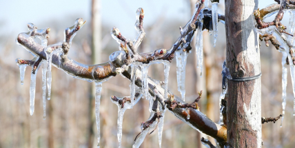 O víkendu se začne ochlazovat, noční mrazy mohou poškodit rozkvetlé ovocné stromy