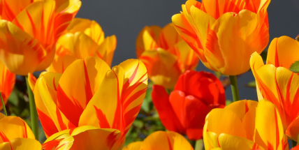 Jaké bude počasí do konce dubna? Meteorologové zveřejnili dlouhodobou předpověď