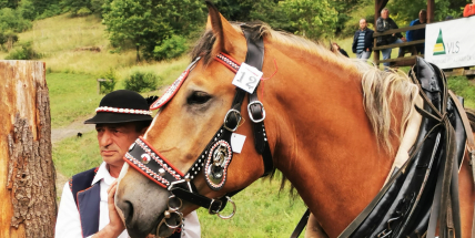 V Brdech se odehraje lesní bitva tažných koní