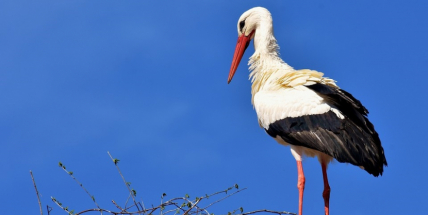 Čápi se vracejí, přiletěli už na hnízda v Milíně a Rožmitále