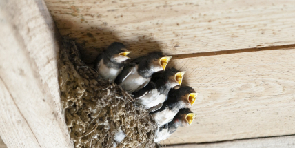 Ornitologové žádají lidi, aby neshazovali hnízda jiřiček a vlaštovek