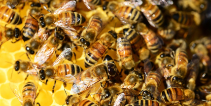 Za letošní zimu v ČR uhynula asi polovina včelstev