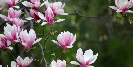 Jaké bude počasí do konce dubna a v první polovině května? Meteorologové zveřejnili dlouhodobou předpověď