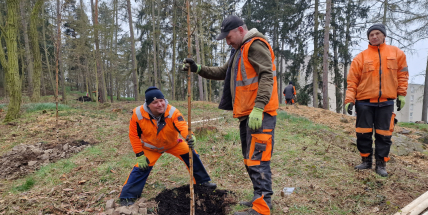 Na Čertově pahorku začala výsadba nových stromů