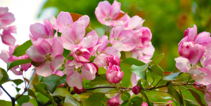 Jaké bude počasí v květnu? Meteorologové zveřejnili dlouhodobou předpověď