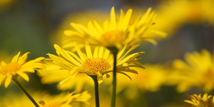 Jaké bude počasí v květnu? Meteorologové zveřejnili dlouhodobou předpověď