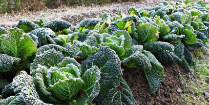 V noci na úterý hrozí mráz, může poškodit zeleninu a kvetoucí stromy