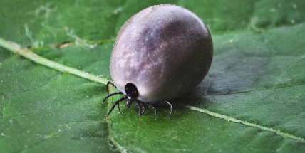 Nová aplikace předpovídá aktivitu klíšťat i riziko nákazy lymeskou borreliózou