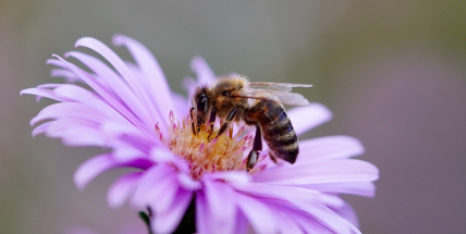 Dnes je Světový den včel, do jejich chovu se pouští i nadnárodní firmy
