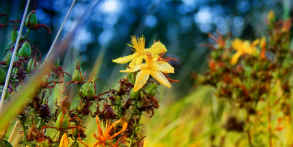 Komentovaná vycházka s bylinkářkou povede i za svatojánskými léčivkami