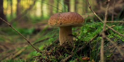 ČHMÚ zlepšil předpovědní model růstu hub, je zaměřen na nejčastěji sbírané druhy