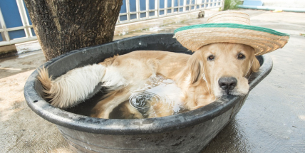 Lidé by měli ve vedrech věnovat pozornost i zvířatům