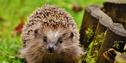 Středočeský kraj dá více peněz stanicím pro handicapované živočichy