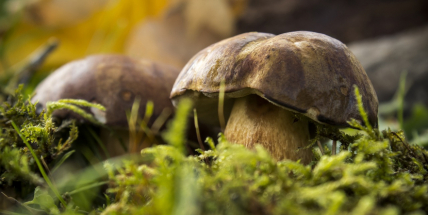 Počasí nahrává růstu hub. Kde si podle meteorologů nasbíráte ty první letošní?