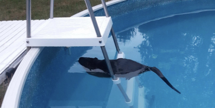 V bazénu nám plave nějaké zvíře, volali lidé hasiče. Jednalo se o nutrii