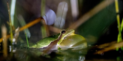 Autorem vítězné fotografie jarních Brd je Jaroslav Fojt
