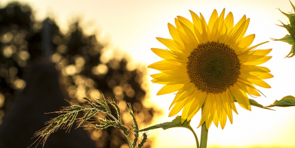 Jaké počasí bude v červenci? Meteorologové zveřejnili dlouhodobou předpověď