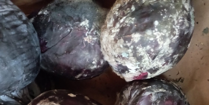 Hygienici našli v berounské pizzerii plesnivou zeleninu s hnilobným zápachem