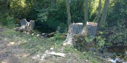 V lesoparku bylo pokáceno několik stromů (AKTUALIZOVÁNO)
