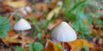 Terapie látkou z lysohlávek nemá podle studie NUDZ špatný vliv na paměť