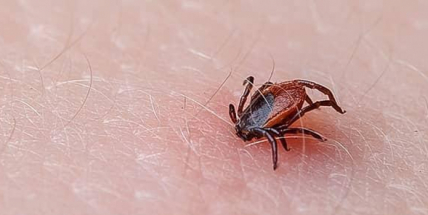 Naučte se odstraňovat klíště správně a bez rizika