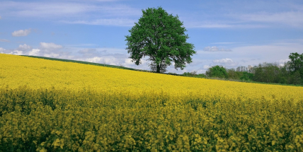 Ve středních Čechách zemědělci zatím sklízejí především ozimý ječmen a řepku