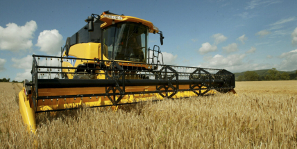 Středočeští zemědělci sklidili 84 procent ozimého ječmene, nižší výnos bude u jařin