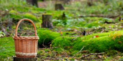 Houbařská sezona se zatím nevyvíjí dobře
