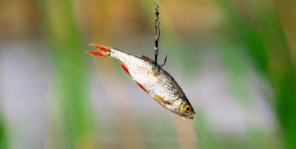 Biologové: Napichování živých nástražních rybek na háčky je barbarské