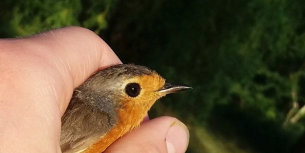 Za odchytem ptáků se vydáte na Kolvín