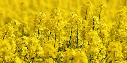 Středočeští zemědělci sklidili zhruba čtvrtinu obilovin a 40 procent řepky