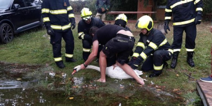 Hasiči vytahovali labuti ze zobáku háček, nohy měla omotané vlascem