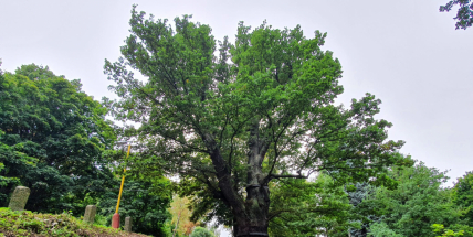 Památný Dub sv. Václava zažil dobu Svaté říše římské