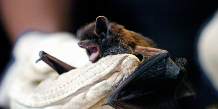 Tajuplný život netopýrů zblízka v Příbrami
