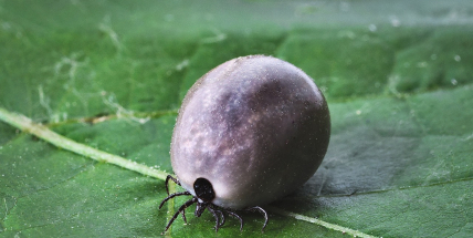 Počty nemocí od klíšťat jsou podle odborníků letos zatím průměrné