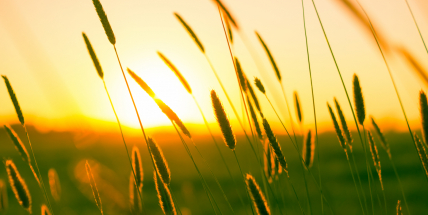 Teploty se celý týden udrží u tropické třicítky, objeví se bouřky i mlhy