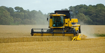 Ve středních Čechách je sklizena téměř všechna řepka, obilí zhruba z poloviny