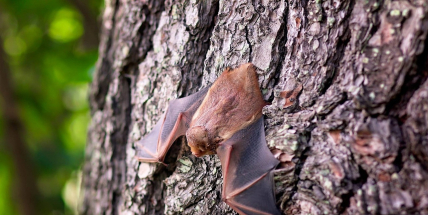 Začíná období netopýřích záletů, netopýři se dokážou dostat do bytů i chalup