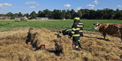 U Tochovic zůstalo pod valníkem zaklíněné tele, hasiči ho zachránili