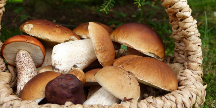 Houby porostou, podle mapy ČHMÚ mají stále dobré podmínky