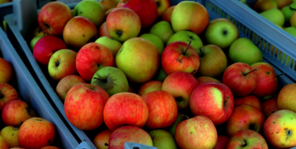 Začíná hlavní sezona moštování jablek