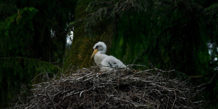 V Brdech se letos vylíhla dvě mláďata čápa černého