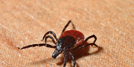 Třetinu případů nemocí od klíšťat lékaři odhalí na podzim