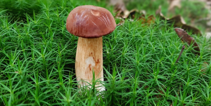 Nejlepší recepty z hub, které si zamilujete