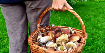 Průzkum: Na houby chodí pravidelně téměř třetina Čechů