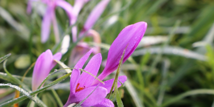 V Brdech můžete vidět naháče. Jeho květ je považován za nejdelší mezi evropskými druhy