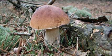 Houbaři se dočkali, konečně rostou